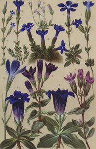 Flore alpine - European School